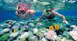 Plongée à Nha Trang pour regarder des corails