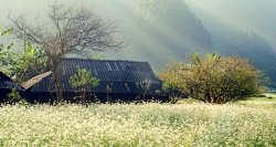 Fleurs de Mai Chau