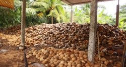 atelier de traitement priliminaire des noix de coco