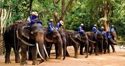 le camp des éléphants à chiang mai