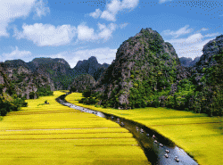 Croisière entre les rizières à Ninh Binh