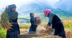 femmes récoltent du riz