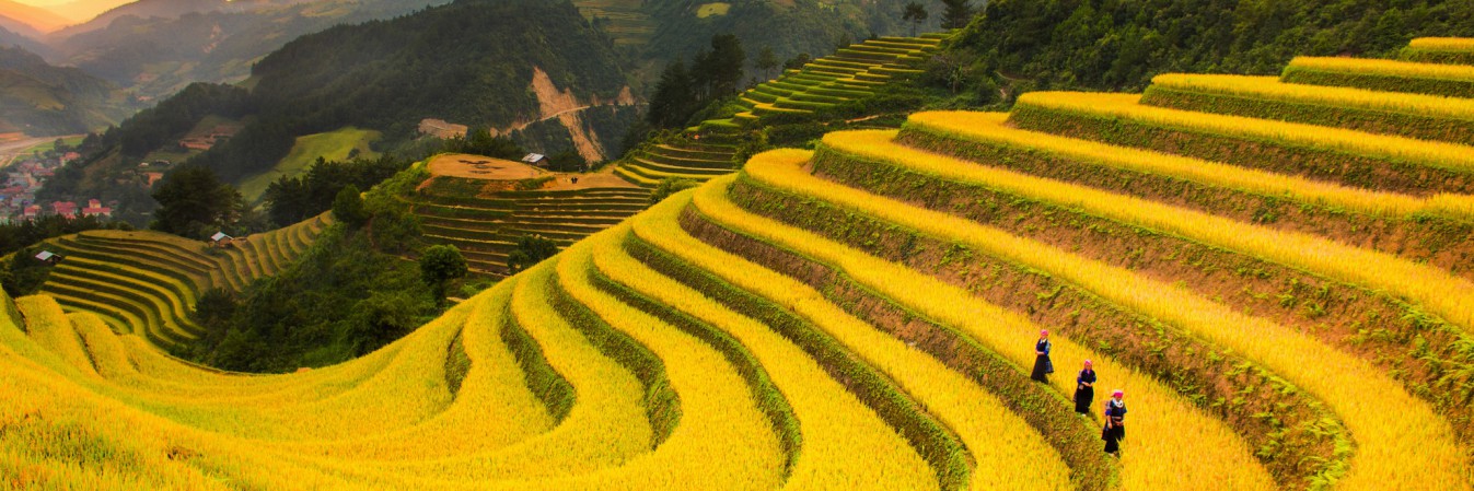 Mu Cang Chai