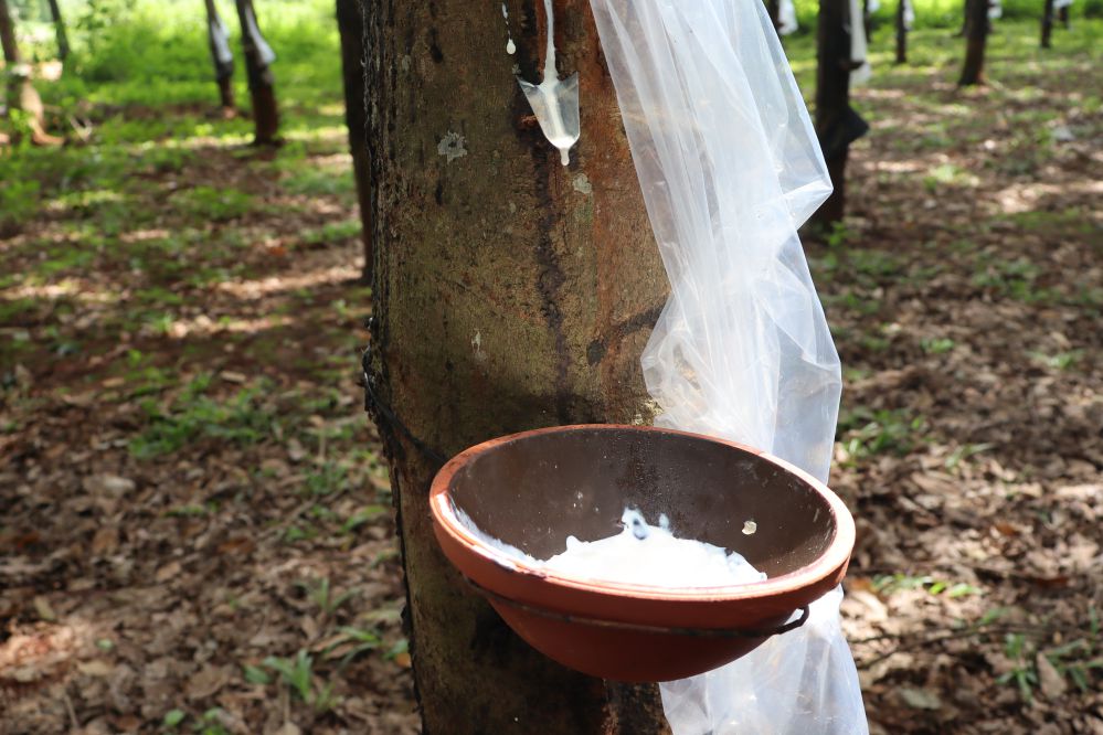 forêts d’hévéas vietnam 2