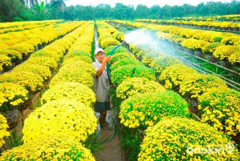 Le village des fleurs ornementales de Sa Dec à Dong Thap