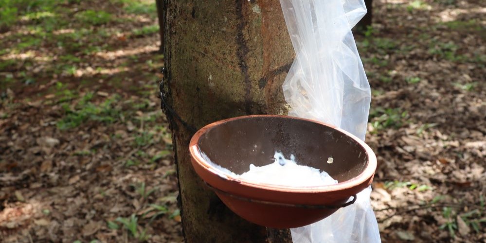 forêts d’hévéas vietnam banner