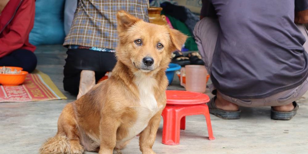 chien bahnar à kon klor