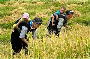 Récolte de riz à Thong Nguyen