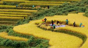 Mu Cang Chai