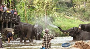 le camp d'éléphants à Chiang Mai
