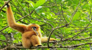 Centre d'aide aux primates - Cuc-Phuong