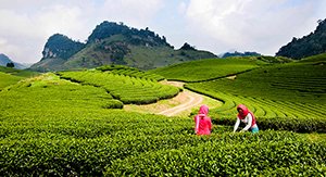 Collines de théiers Moc Chau