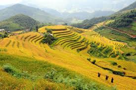 Rizières à Hoang Su Phi