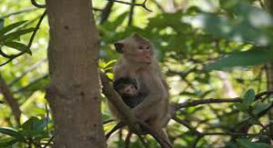 Ile de singes - Can Gio