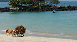 les vaches portant des pailles marchent sur la plage Ngapali en Birmanie