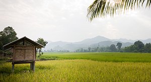 rizières à Muang La au Laos