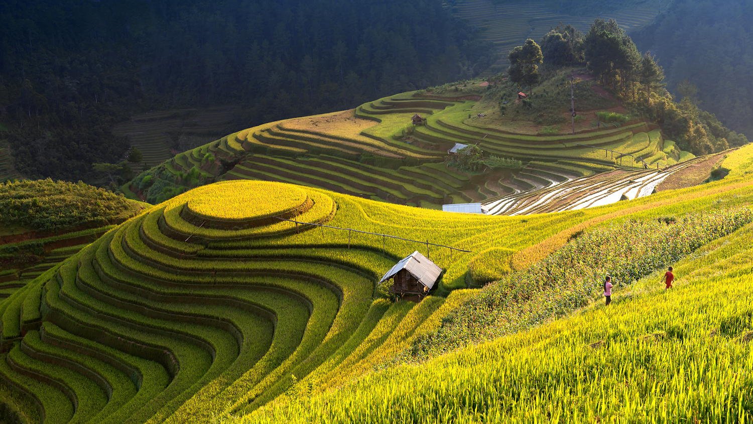 Mu Cang Chai