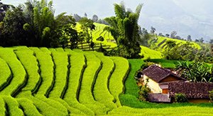 Rizières en terrasse à Mai Chau