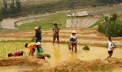 Repiquage de riz à Sapa
