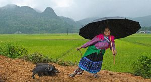 Sapa