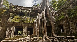 Le temple Angkor avec les arbres centenaires qui envahissent