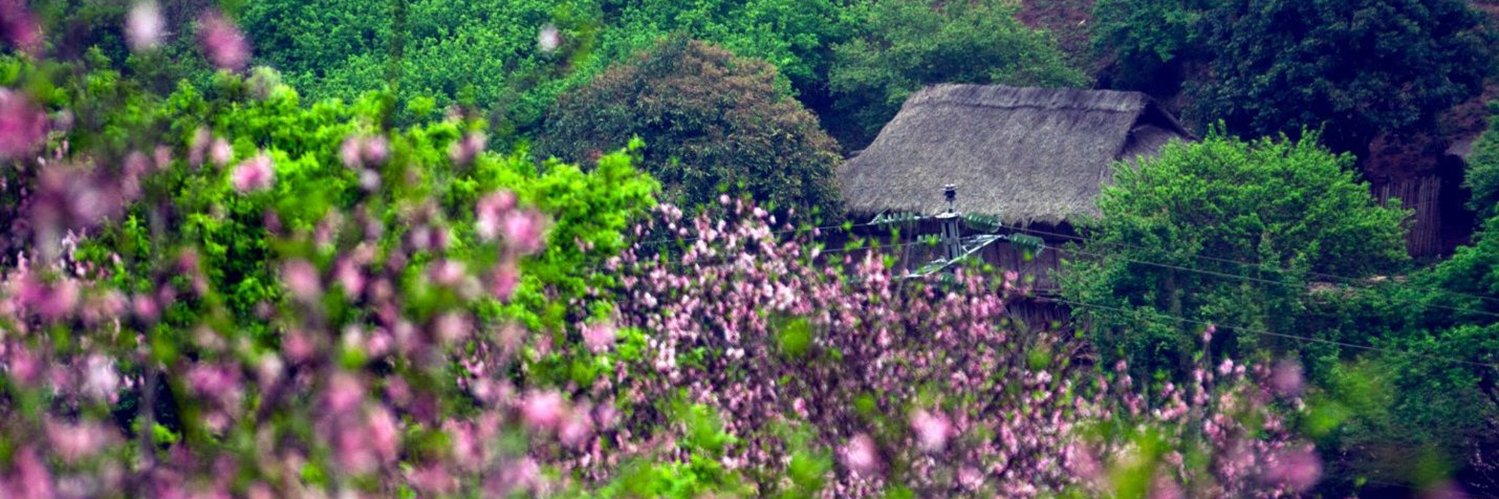 saison des fleurs de pêche à Mai Chau