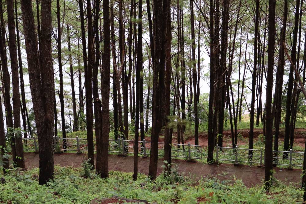 lac t'nung bien ho pleiku foret de pins