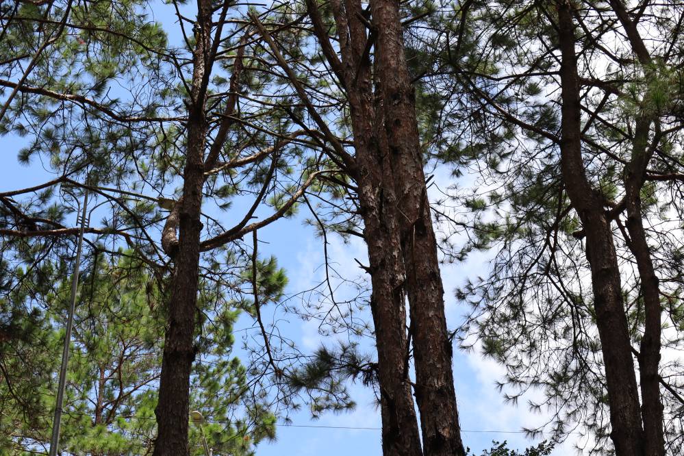 lac t'nung bien ho pleiku ciel