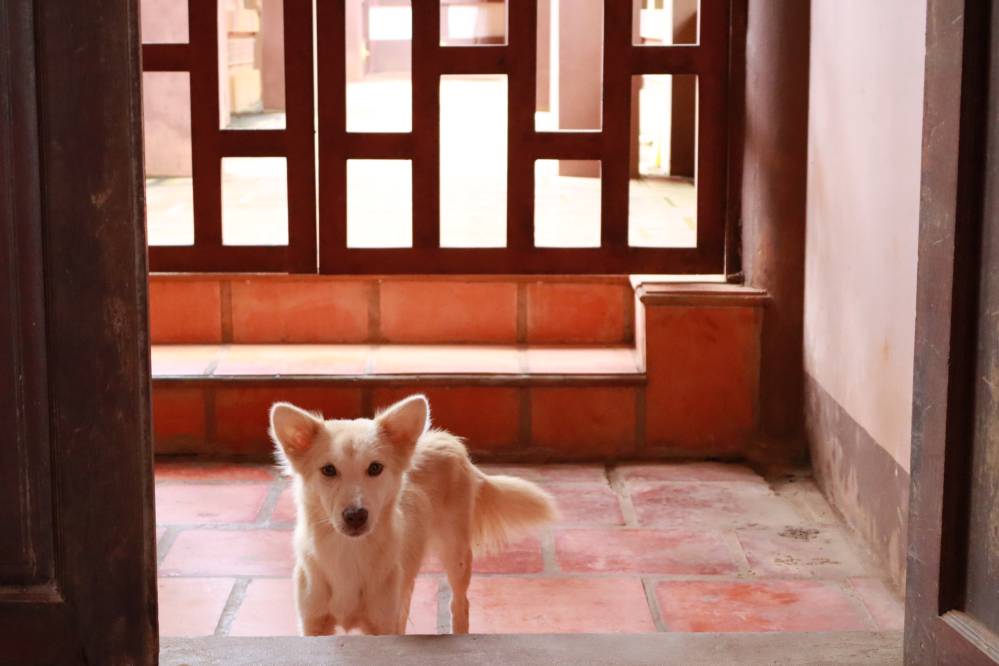 pagode de minh thanh - petit chien