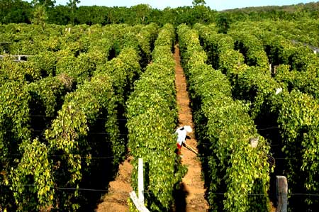 La plantation poivre à Phu Quoc