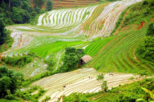  Situé à 4km du centre du bourg Sapa, Ta Phin est le nom d'un village des Dzao Rouges à Sa Pa, Lao Cai. 