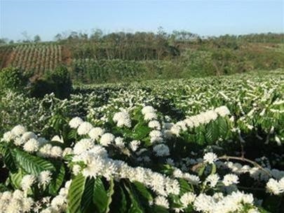 Visite des champs de café à Buon Me Thuot