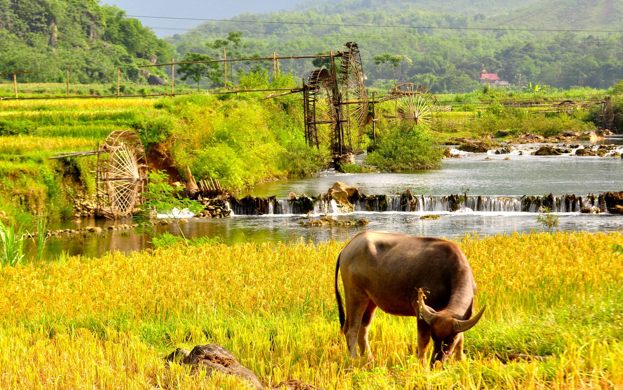 Écotourisme - la tendance du tourisme à développer au Vietnam