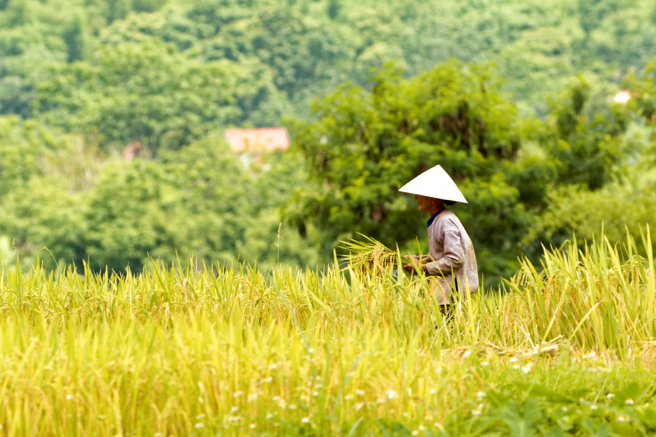 Écotourisme - la tendance du tourisme à développer au Vietnam