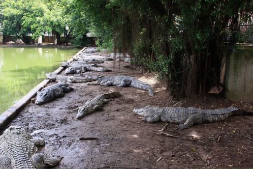 ferme crocodile