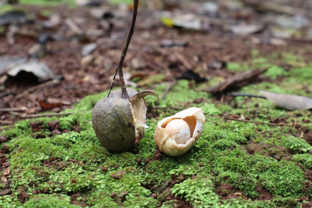forêts d’hévéas vietnam 1