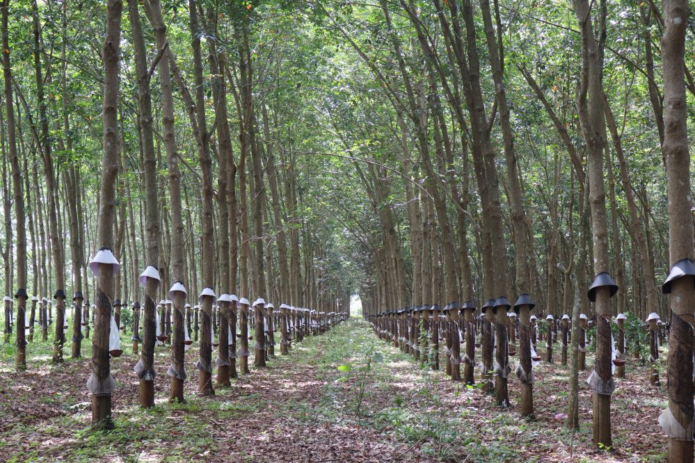 forêts d’hévéas vietnam 3