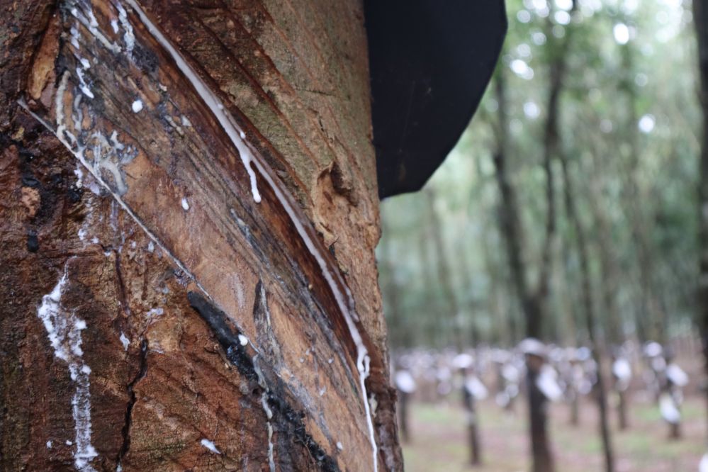 forêts d’hévéas vietnam 4