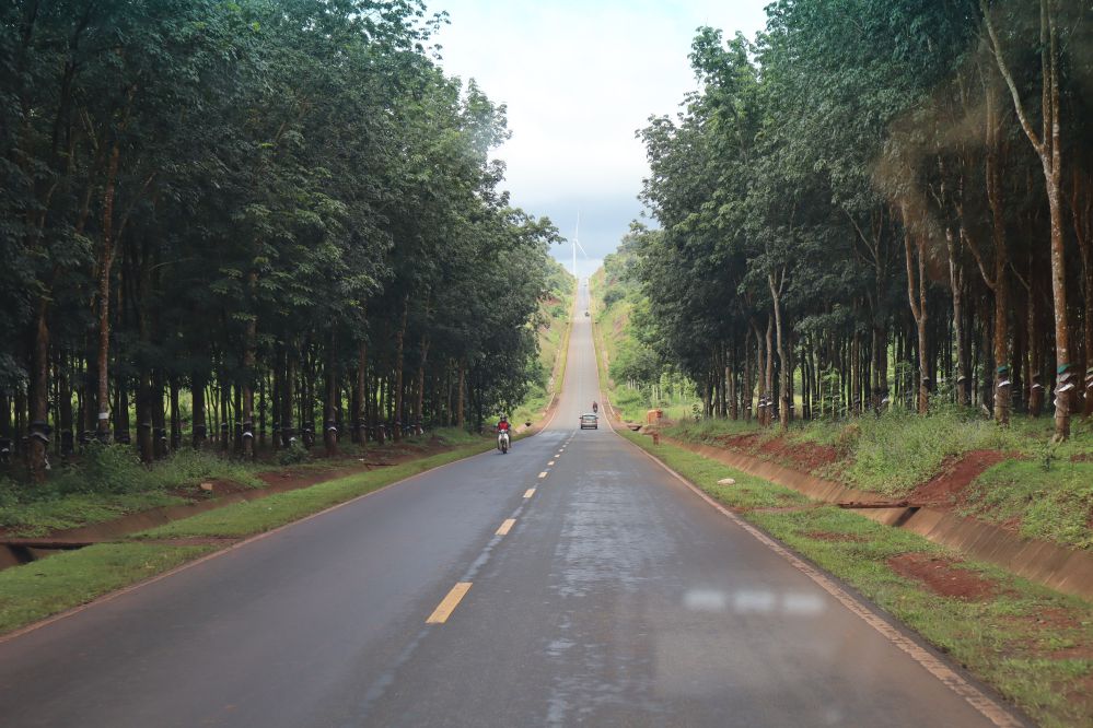 forêts d’hévéas vietnam 5