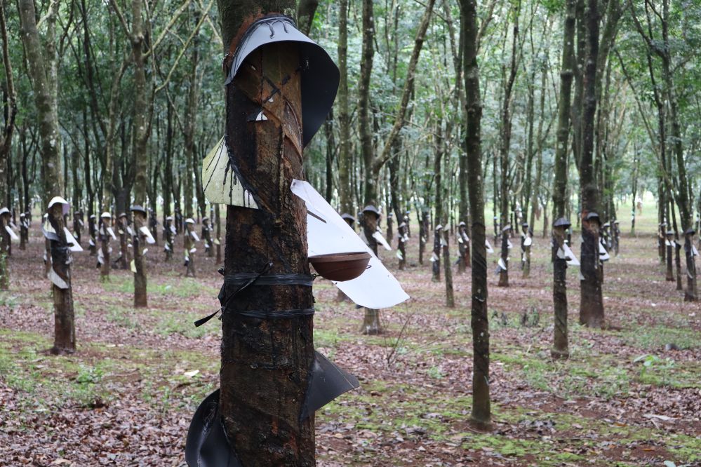 forêts d’hévéas vietnam 6