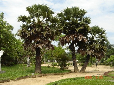 Le palmier à sucre à Chau Doc