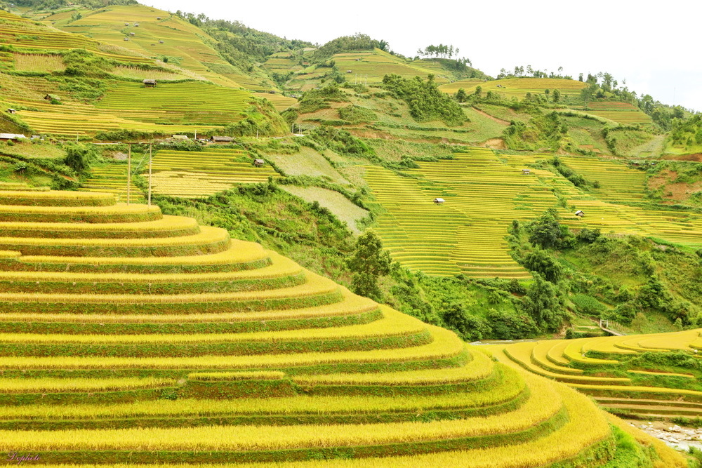 Mu Cang Chai avant la récolte